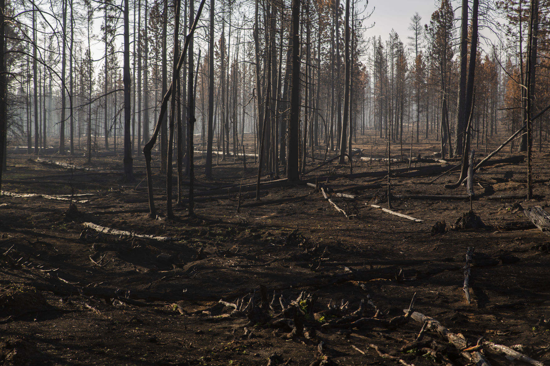 Bootleg Fire Watershed Damage